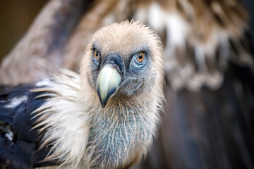close-up view of majestic Griffon vulture (Gyps fulvus) outdoors