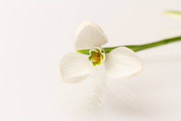 Fototapeta na wymiar Snowdrop on white background. White springs flower in close-up with copy space.
