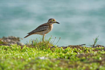 Water Thick-knee - Burhinus vermiculatus or water dikkop. bird in the thick-knee family Burhinidae, found across sub-Saharan Africa close to water, pied brown and white bird on the rocky coastline