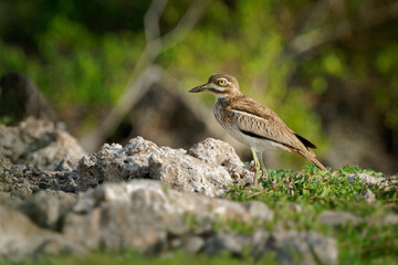 Water Thick-knee - Burhinus vermiculatus or water dikkop. bird in the thick-knee family Burhinidae, found across sub-Saharan Africa close to water, pied brown and white bird on the rocky coastline