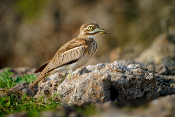 Water Thick-knee - Burhinus vermiculatus or water dikkop. bird in the thick-knee family Burhinidae, found across sub-Saharan Africa close to water, pied brown and white bird on the rocky coastline