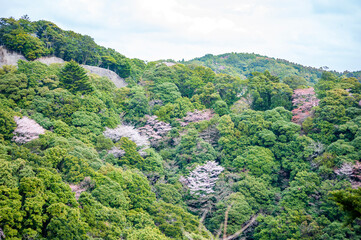Cherry Blossoms in mountain