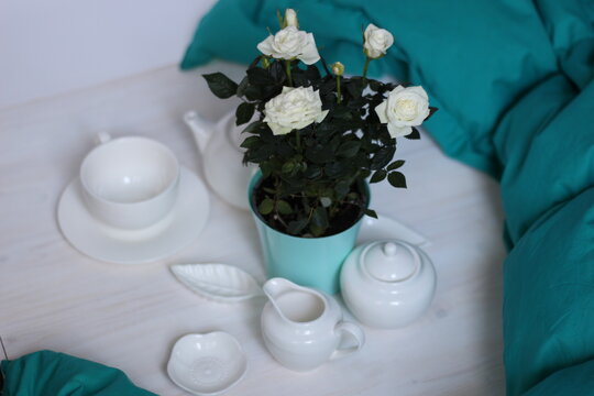 white roses in tiffany blue color pot on white and blue background and tea crockery set
