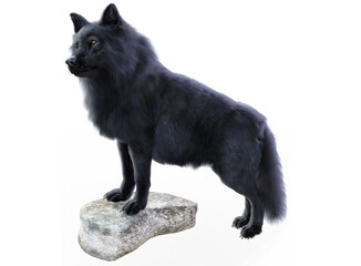 Black wolf render with white background
