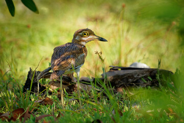 Water Thick-knee - Burhinus vermiculatus or water dikkop. bird in the thick-knee family Burhinidae, found across sub-Saharan Africa close to water, pied brown and white bird on the rocky coastline
