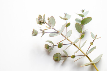 Minimalistic composition with eucalyptus tree branch laid out on isolated white background with a...