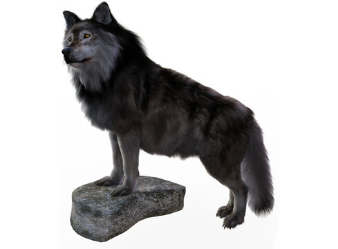 Grey wolf render on stone with white background
