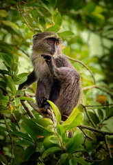 Sykes monkey - Cercopithecus albogularis also known white-throated or Samango or silver or black or blue or diademed monkey, found between Ethiopia and South Africa, eatimg fruit on green