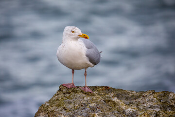 A seagull on a rock