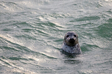 Obraz premium A Seal in the water