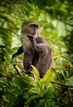 Sykes monkey - Cercopithecus albogularis also known white-throated or Samango or silver or black or blue or diademed monkey, found between Ethiopia and South Africa, eatimg fruit on green