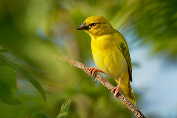 Eastern Golden Weaver - Ploceus subaureus yellow song bird in the family Ploceidae, found in...