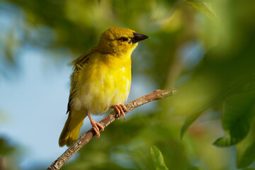 Eastern Golden Weaver - Ploceus subaureus yellow song bird in the family Ploceidae, found in eastern and southern Africa, green background, also yellow or olive-headed golden or African golden weaver