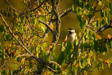 Sombre Tit - Poecile lugubris member of the tit family found in southeast Europe and Asia in low density in thin woodlands, small bird on the tree in the forest