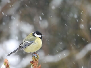 great tit