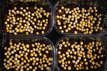 containers with pea seeds for planting, Sprouting microgreens, Seed Germination at home. Superfood, planting at home at the window. growing peas. Vegan and healthy eating concept. selective focus