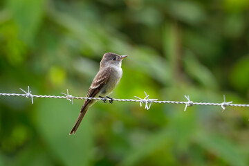 Western Wood-pewee - Contopus sordidulus small tyrant flycatcher. Adults are gray-olive on the upperparts with light underparts, washed with olive on the breast