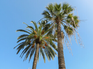 Phoenix Canariensis and Washingtonia filifera palm trees exemplars - Ejemplares de las palmeras Phoenix Canariensis y Washingtonia filifera 