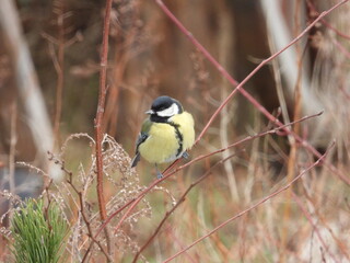 great tit
