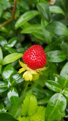Wild strawberry