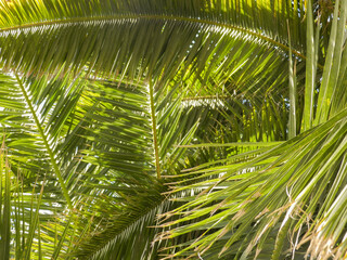 Fototapeta na wymiar Phoenix Canariensis Palm tree leaves - Hojas de la palmera Phoenix Canariensis 