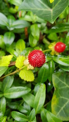 Wild strawberry