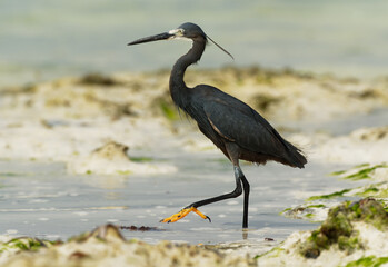 Western Reef Heron - Egretta gularis also Western Reef Egret, medium-sized heron found in southern Europe, Africa and Asia, two morphs light and dark, white or grey black bird with yellow feet in sea