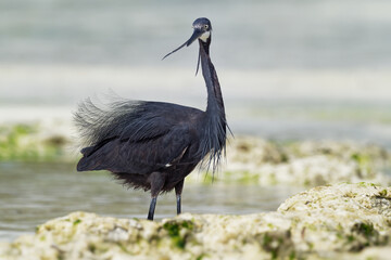 Western Reef Heron - Egretta gularis also Western Reef Egret, medium-sized heron found in southern Europe, Africa and Asia, two morphs light and dark, white or grey black bird with yellow feet in sea