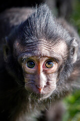 close-up of a crested macaque monkey, wild animal