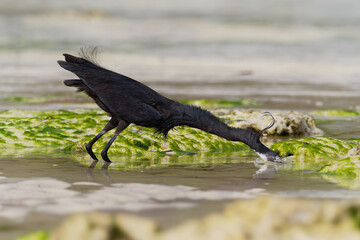 Western Reef Heron - Egretta gularis also Western Reef Egret, medium-sized heron found in southern Europe, Africa and Asia, two morphs light and dark, white or grey black bird with yellow feet in sea