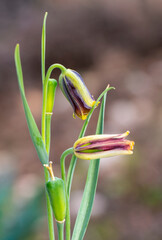 Endemic inverted tulip in Anatolian nature.