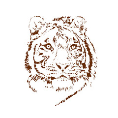 Tiger. Contour graphics on an isolated white background. Vector hand drawn illustration.
