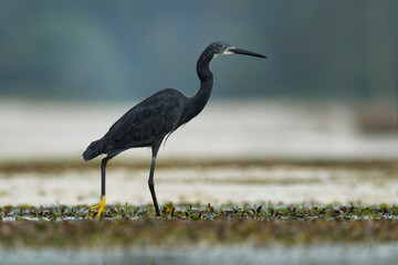 Western Reef Heron - Egretta gularis also Western Reef Egret, medium-sized heron found in southern Europe, Africa and Asia, two morphs light and dark, white or grey black bird with yellow feet in sea