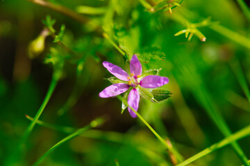 flower with five purple petals. Out of focus background and selective focus and bokeh effect