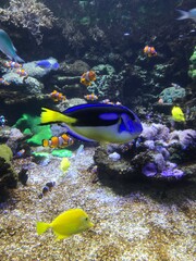 Naklejka na ściany i meble Coral fish in aquarium
