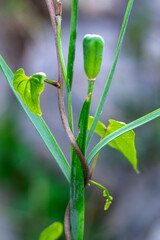 Endemic inverted tulip in Anatolian nature.