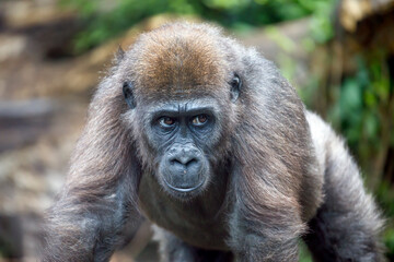 A young Western Lowland Gorilla