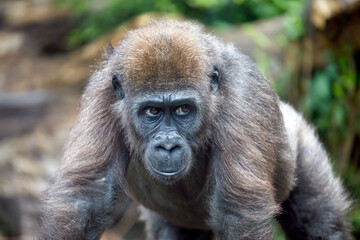 Fototapeta premium A young Western Lowland Gorilla