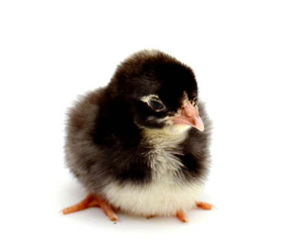 Cute French Splash Blue and Black Copper Maran Chick Isolated over a White Background