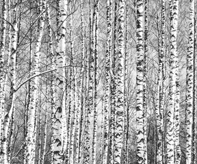 Spring trunks of birch trees black and white