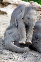 Young Asian elephants (Elephas maximus) playing with each other