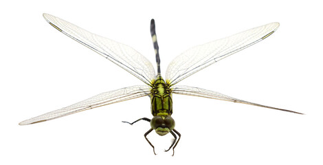 Dragonfly isolated © Phong