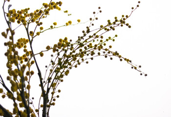 A beautiful bouquet of yellow mimosa flowers. Yellow spring flowers on on the windowsill in the contrail. Golden Acacia dealbata in bloom. A gift for Mother's day, March 8, Easter. Place for text.