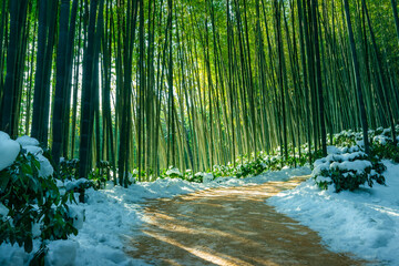 A mysterious bamboo forest path lit by sunlight, a beautiful winter landscape in Korea.