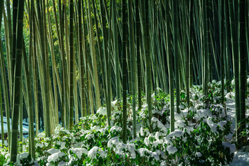 Bamboo forest trunks closeup in the snowy Damyang bamboo forest. Jeollanam-do, South Korea.