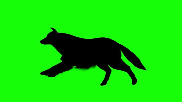 Silhouette of a sheepdog running, on green screen, side view. Animal silhouettes seamless loop 3D animation.
