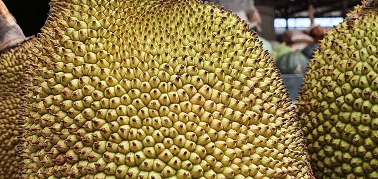 「Jaca」の画像 1,646 件の Stock 写真、ベクターおよびビデオ Adobe Stock