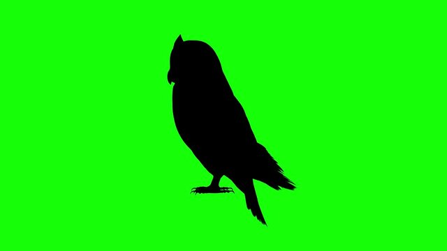 Silhouette of an owl sitting idle looking around, on green screen, side view. Animal silhouettes seamless loop 3D animation.