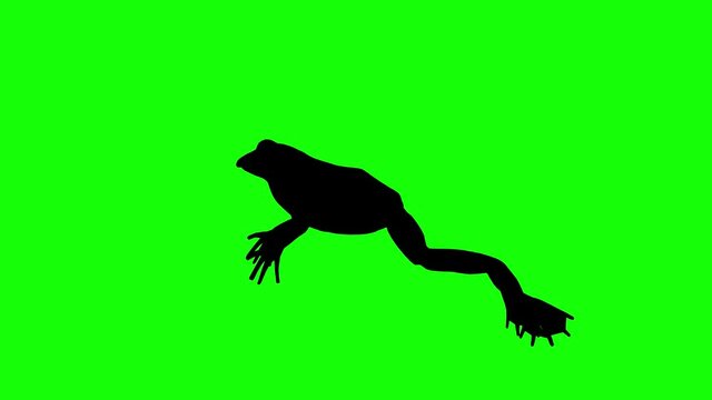 Silhouette of a frog jumping, on green screen, side view. Animal silhouettes seamless loop 3D animation.