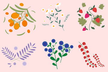 Set of berries and herbs for tea. Strawberries, chamomile, sea buckthorn, blueberries and lavender. Trends vector graphics